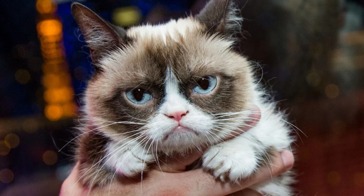 The Grumpy Cat. Fuente: Instagram