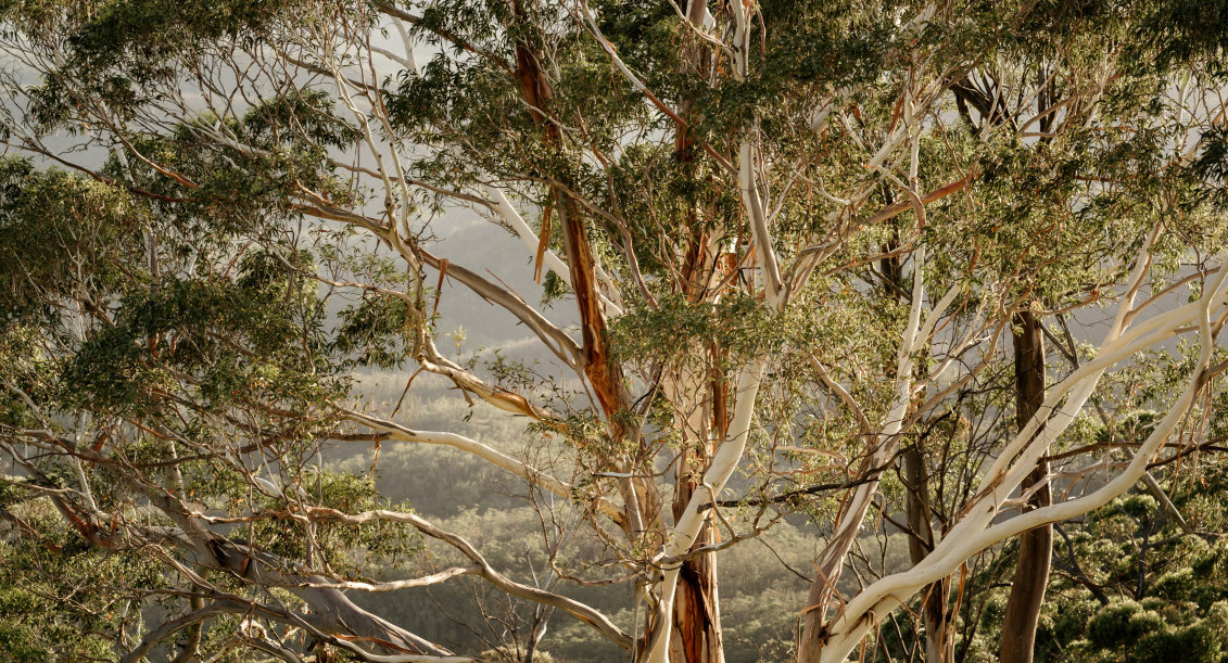 Eucalipto; árbol. Foto: Unsplash