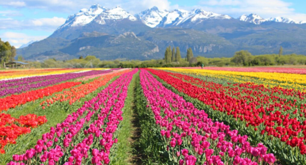 Campo de Tulipanes, Trevelin, Chubut. Foto: Turismo Trevelin.