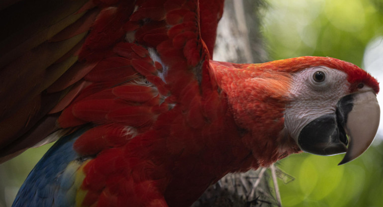 Guacamaya roja. Foto: EFE.