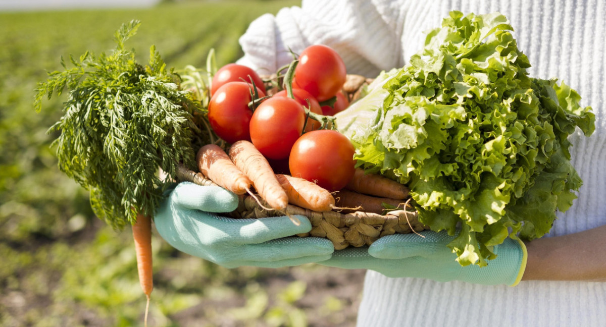 Huerta, verduras. Foto Freepik.