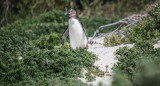 Pingüino. Foto: Unsplash.