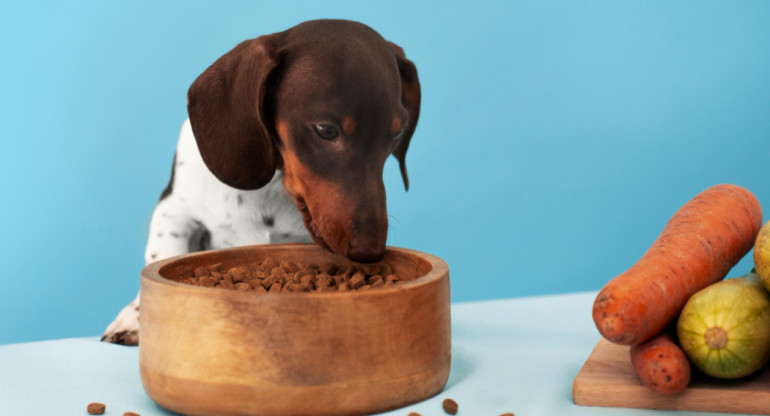 Alimentación de las mascotas. Foto: Freepik