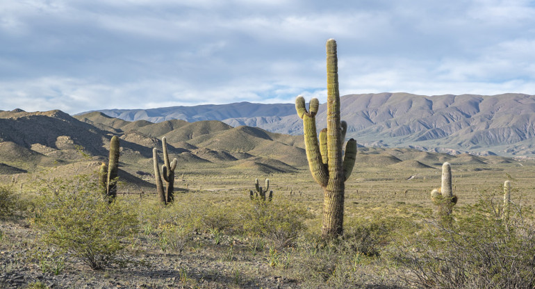 Parque Nacional Los Cardones. Foto. Argentina.gob.ar