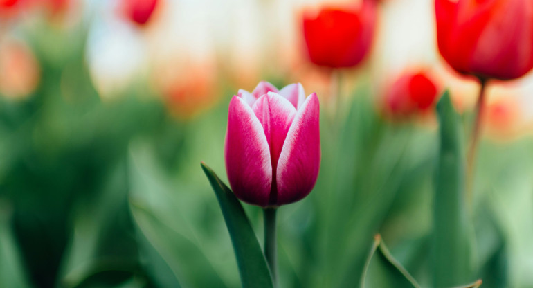 Tulipanes. Foto: Unsplash