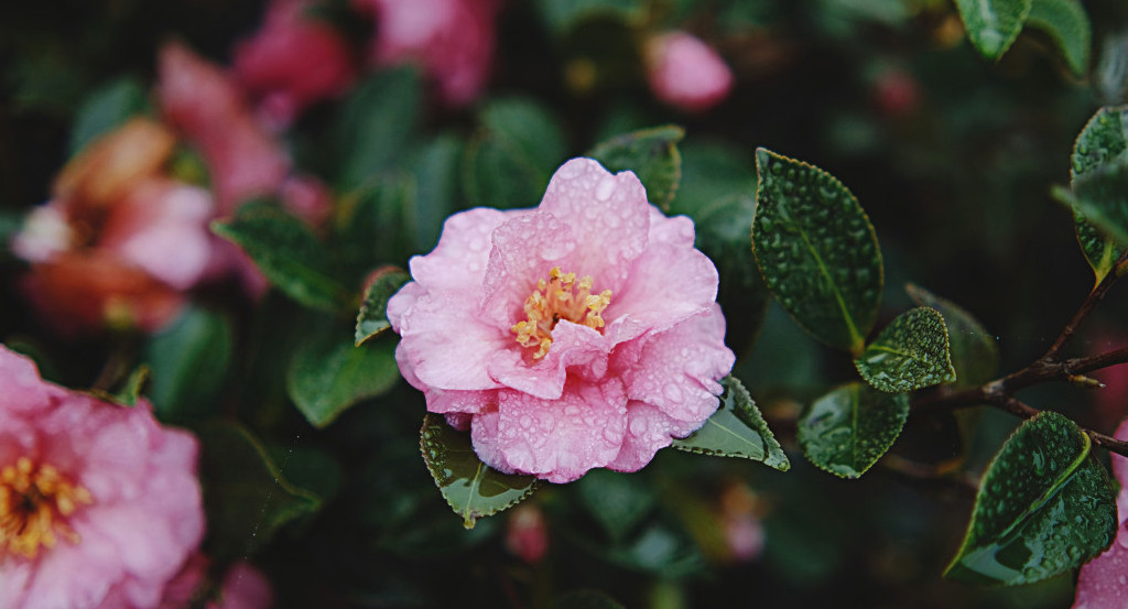 Camelia, flor. Foto: Unsplash