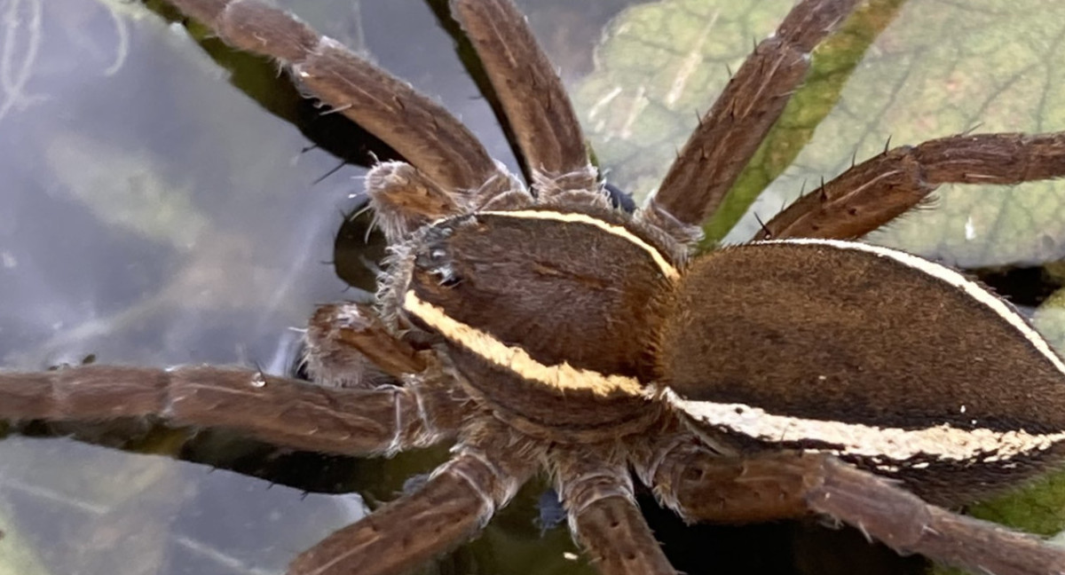 Resurge la araña pantano en Reino Unido. Foto: X @choquei