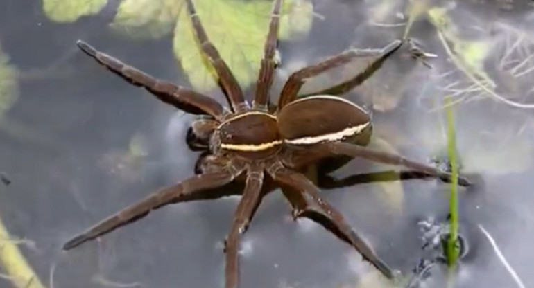 Resurge la araña pantano en Reino Unido. Foto: X @choquei