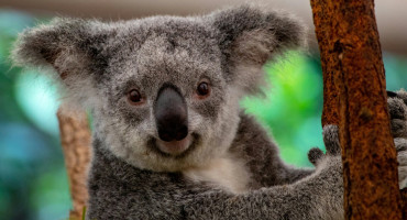 Koalas. Foto: Unsplash