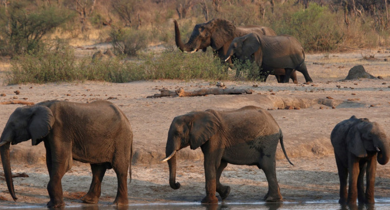 Elefantes en el Parque Nacional Hwange, Zimbabue. Foto: Reuters.