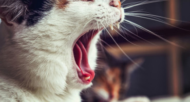 Gatos; bostezo. Foto: Unsplash