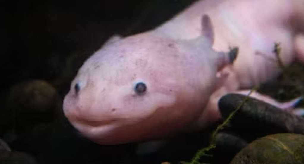 Ajolote (Ambystoma mexicanum). Fuente: Unsplash