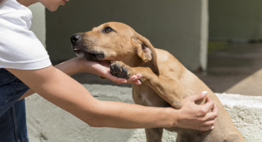 Perros, mascotas. Foto: Freepik.