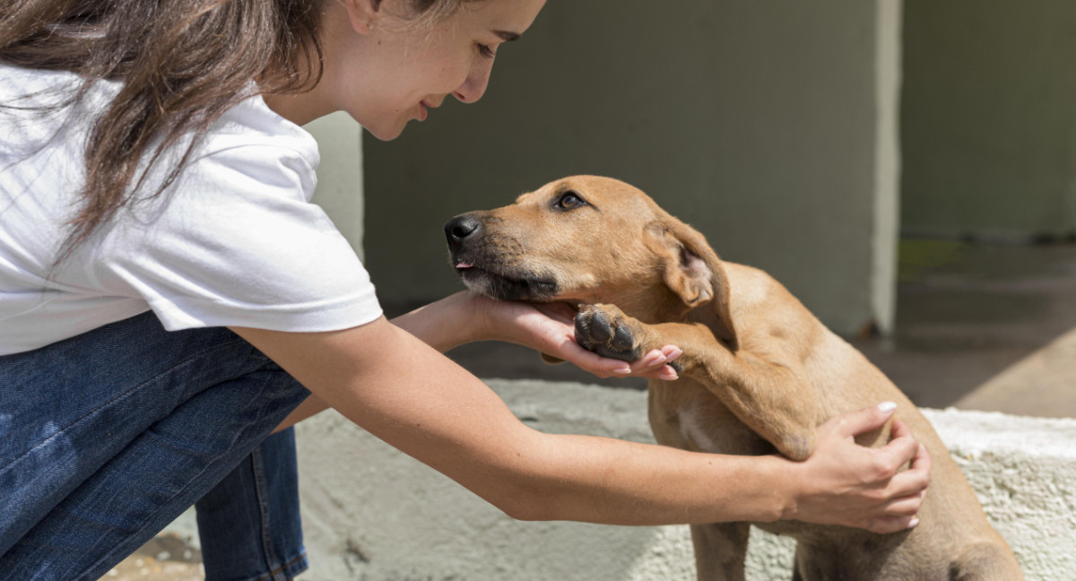 Perros, mascotas. Foto: Freepik.