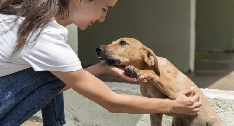 Perros, mascotas. Foto: Freepik.