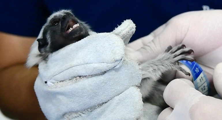 Mono Tití cabeciblanco (Saguinus Oedipus) de Colombia. Foto: EFE.