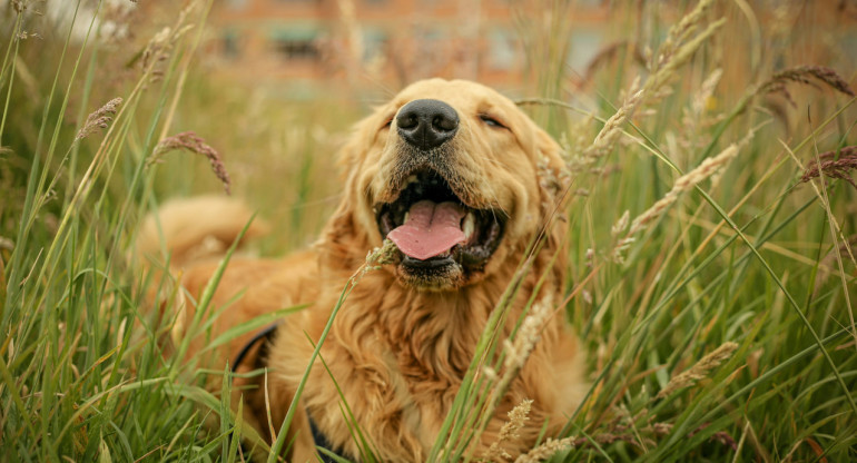 Perro; mascota. Foto: Unsplash