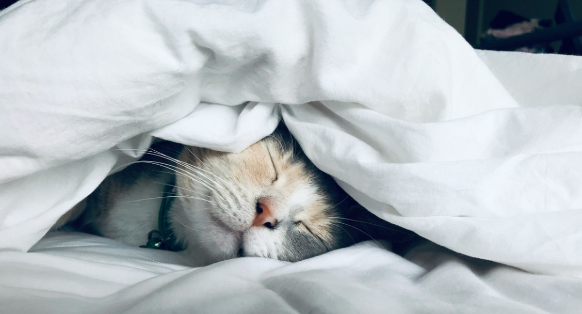 Gatos; dormir; sueño. Foto: Unsplash.