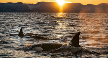 Orcas. Foto: Unsplash.