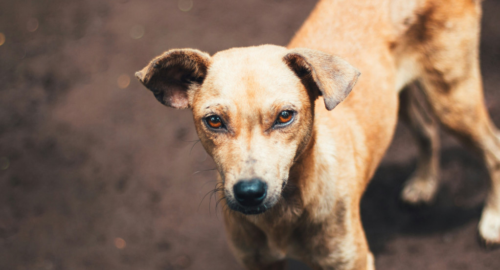 Perro enojado. Foto: Unsplash