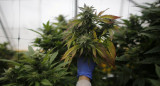 Cannabis medicinal. Foto: REUTERS