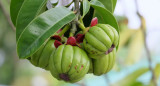 Garcinia Cambogia. Foto: Gentileza Vitagenesis.