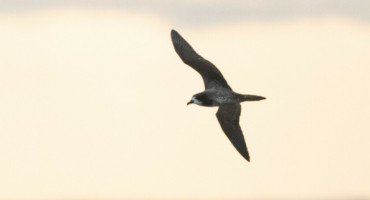 Petrel ecuatoriano (pterodroma phaeopygia). Foto: ArgentiNat.