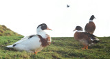 Patos. Foto: Unsplash.