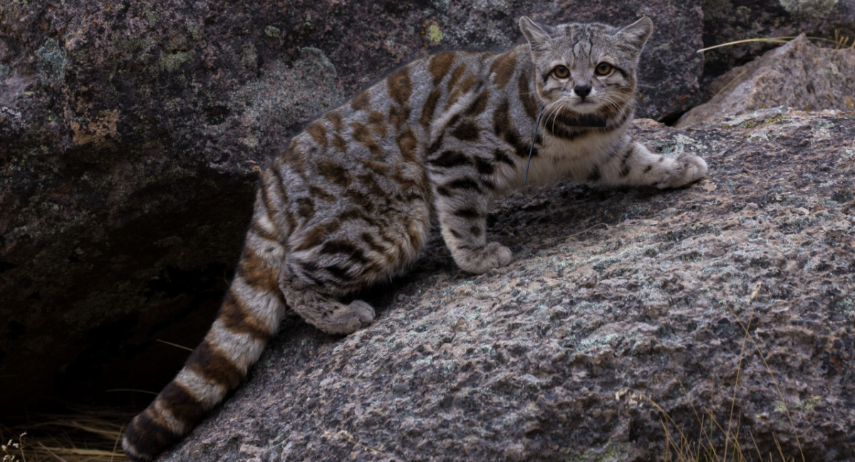 Gato Andino. Fuente: WCS Argentina