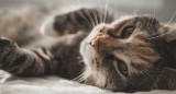 Gato; felino; mascota. Foto: Unsplash.