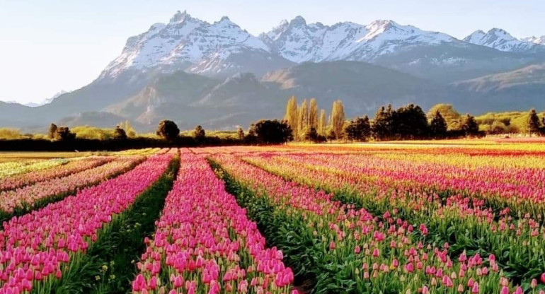 Campo de tulipanes en Trevelin. Foto: X RespiraArg.