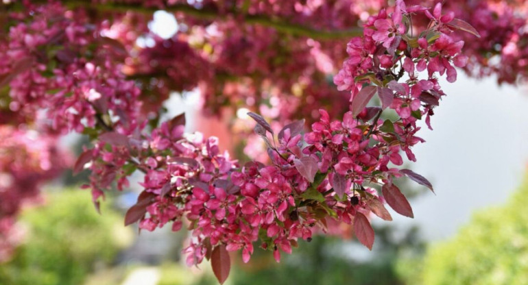 Lagerstroemia, árbol. Foto: Freepik