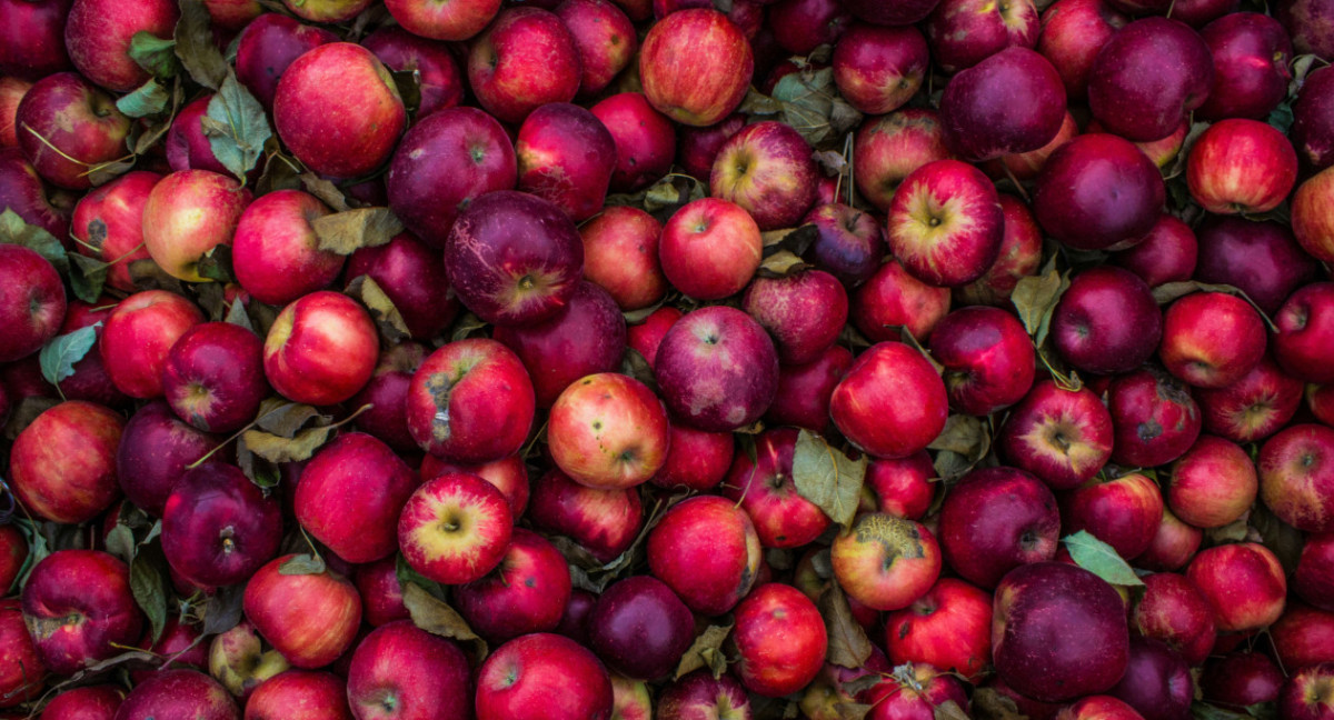 Manzanas, la fruta favorita de todos. Foto: Unsplash