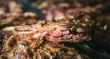 Asado; carne; parrilla. Foto: Unsplash.