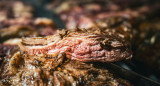 Asado; carne; parrilla. Foto: Unsplash.