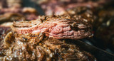 Asado; carne; parrilla. Foto: Unsplash.