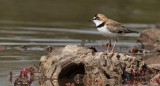 Ave. Fuente: Aves Argentinas