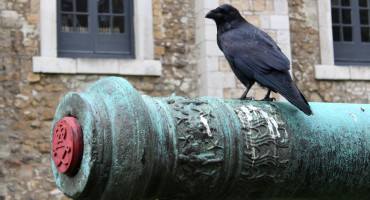 Un cuervo en la Torre de Londres. Foto: Wikipedia.