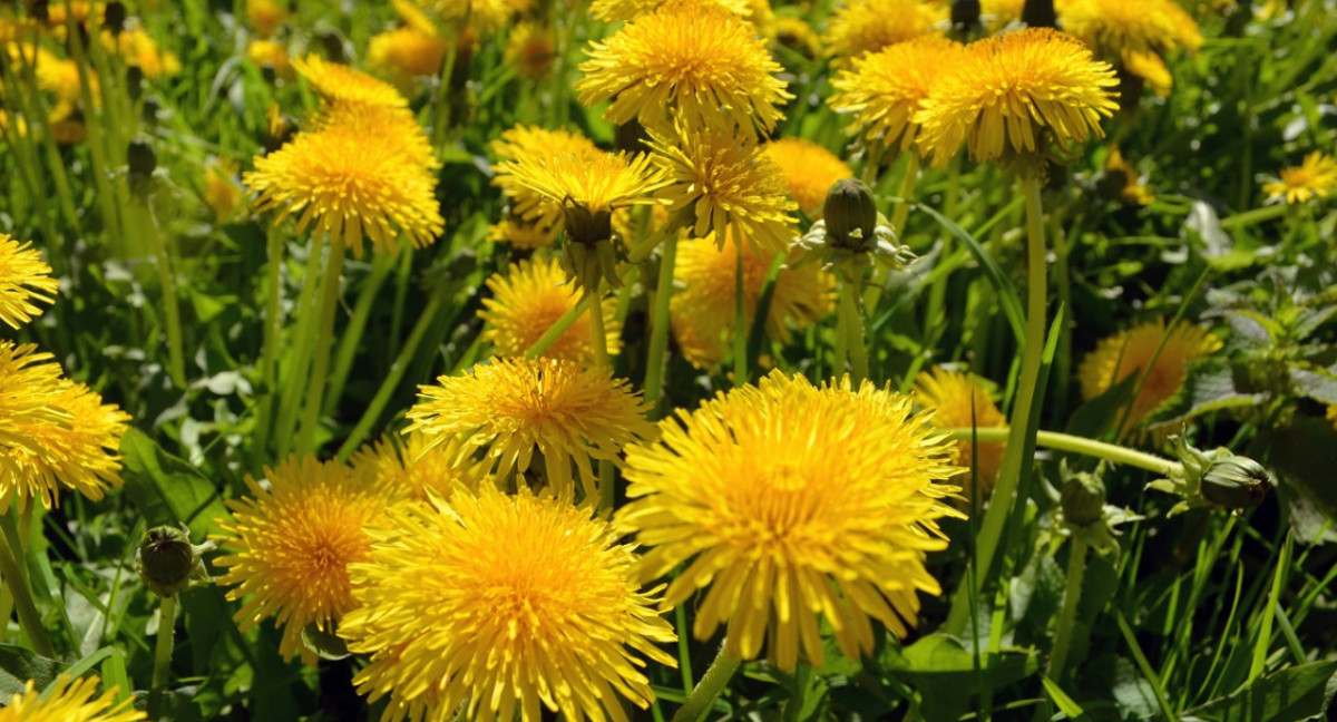 Diente de león; plantas. Foto: Unsplash.