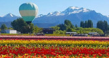 Se podrá volar en globo sobre el campo de tulipanes más grande de la Patagonia. Foto X @c7neuquen