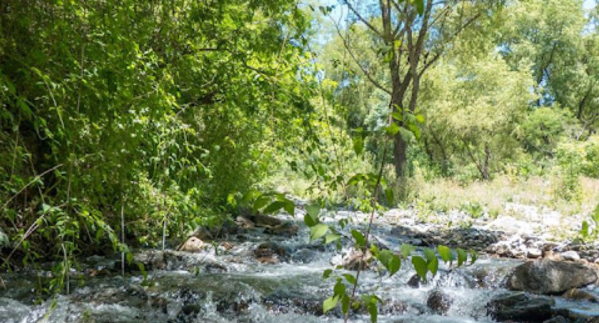 Bosque de Arrayanes, Catamarca. Foto: Geografía de Catamarca.