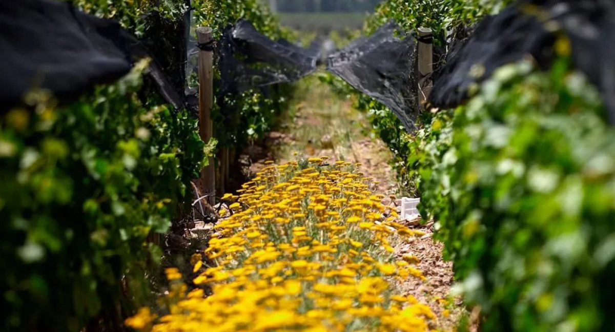 Viñedos de la Bodega Argento. Foto: Instagram/bodegaargento.