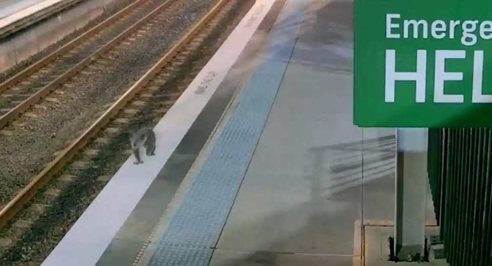 Un koala interrumpe el sistema ferroviario de Sídney tras colarse en una estación. EFE