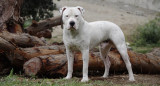 Dogo argentino. Foto: NA.