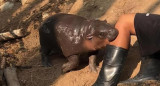 Moo Deng, el bebé de hipopótamo pigmeo que es furor en las redes. Fuente: EFE