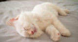 Gato blanco. Foto: Unsplash.