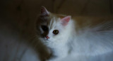 Gato blanco. Foto: Unsplash.