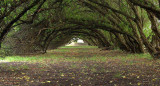 Bosque energético Miramar. Fuente: Turismo Miramar.
