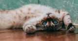 Gatos; felinos; mascotas. Foto: Unsplash.