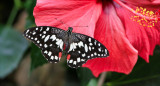 Hibisco. Foto: Unsplash